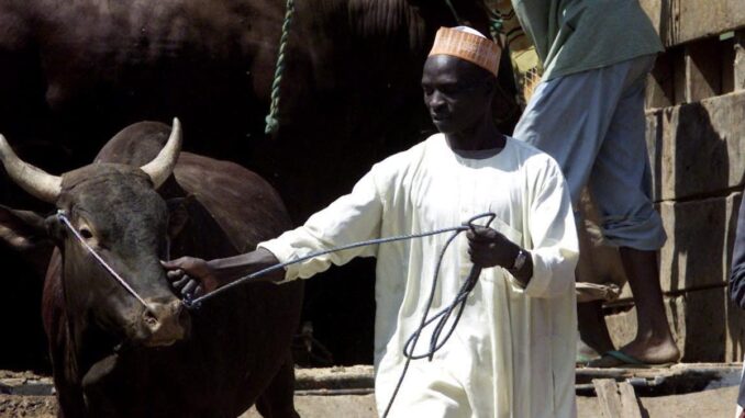 Herdsmen shuns FCT open grazing ban as they continues to move cattle on roads