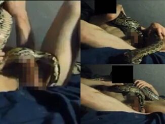 E Don Spoil, Man sported having S£X with a snake (Video)