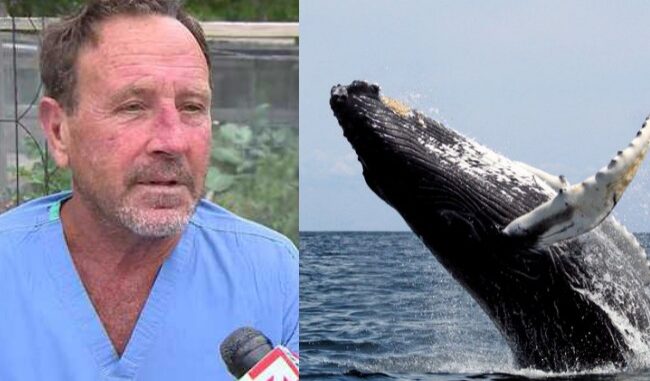 Lobster diver make it alive after being swallowed by a humpback whale