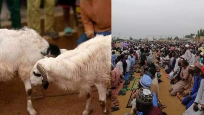 Zaria Residents Sacrifice Two Rams Over Incessant Kidnapping