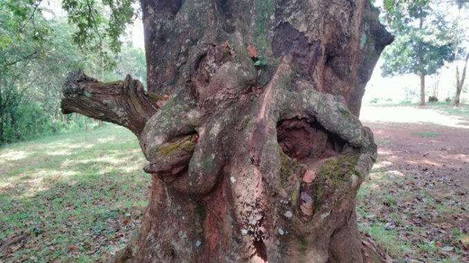 Photo of holy tree which has visible 'female and male sexual organs and reportedly mends marriages'