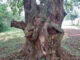 Photo of holy tree which has visible 'female and male sexual organs and reportedly mends marriages'
