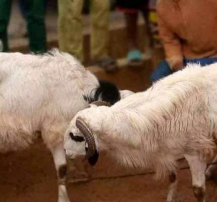 Zaria Residents Sacrifice Two Rams