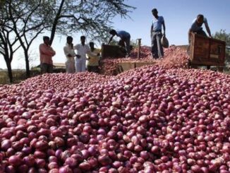 Crisis: Onion producers suspend supply to Southeast