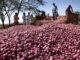 Crisis: Onion producers suspend supply to Southeast
