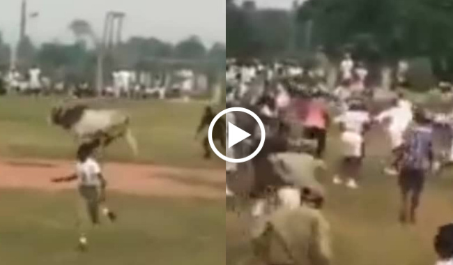 Parade disrupted as marauding cow storms NYSC orientation camp in Ogun (video)